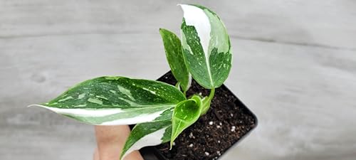 Philodendron White Princess Live Rare House Plants (All Plants are Fully Rooted Plants!) in 3" Pot by 3Exoticgreen