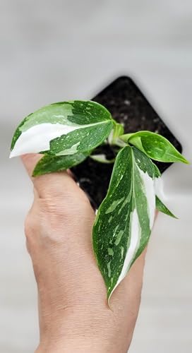 Philodendron White Princess Live Rare House Plants (All Plants are Fully Rooted Plants!) in 3" Pot by 3Exoticgreen