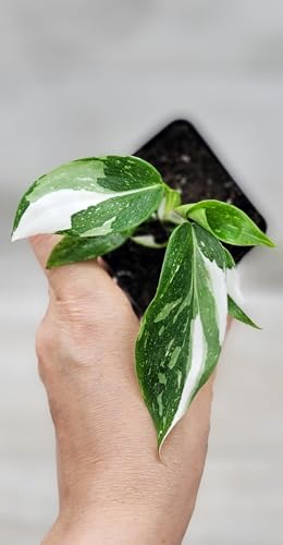 Philodendron White Princess Live Rare House Plants (All Plants are Fully Rooted Plants!) in 3" Pot by 3Exoticgreen