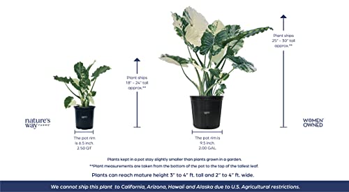 Alocasia Dawn Variegated Live Plant (25-30 in. Tall) in Grower Pot