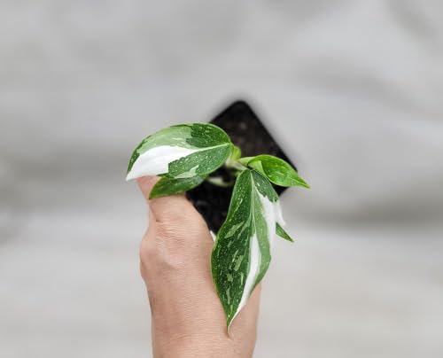 Philodendron White Princess Live Rare House Plants (All Plants are Fully Rooted Plants!) in 3" Pot by 3Exoticgreen