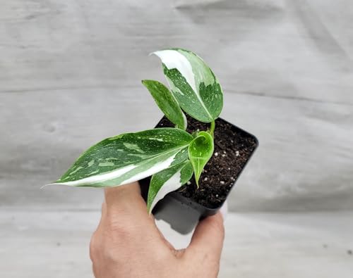 Philodendron White Princess Live Rare House Plants (All Plants are Fully Rooted Plants!) in 3" Pot by 3Exoticgreen