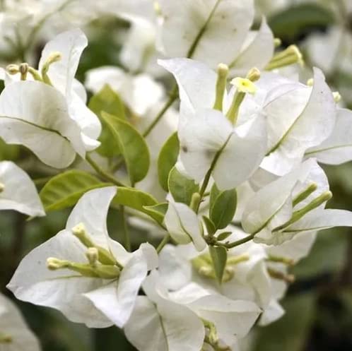 Live Bougainvillea White, Well Rooted Plant Live for Planting Outdoors