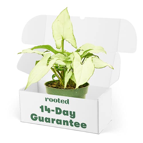 Rooted® Arrowhead Plant 'White Butterfly' - Syngonium Podophyllum | Live, Live Indoor, Easy to Grow, Easy to Care, and Low Maintenance Houseplant, 14 Day Guarantee (4-inch Pot)