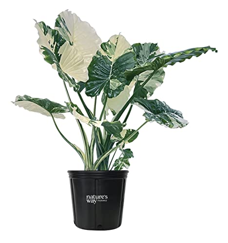 Alocasia Dawn Variegated Live Plant (25-30 in. Tall) in Grower Pot