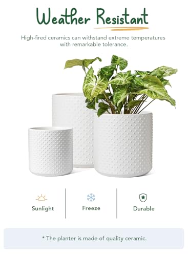 LE TAUCI 6/8/10 Inch Plant Pots, Ceramic Planters for Indoor Plants, Large Plant Pots Indoor, Flower Pots for Plants with Drainage Hole and Plug, Cylinder Planter Pots, Set of 3, Classic Matte White