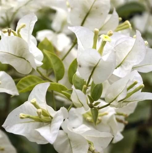 Live Bougainvillea White, Well Rooted Plant Live for Planting Outdoors