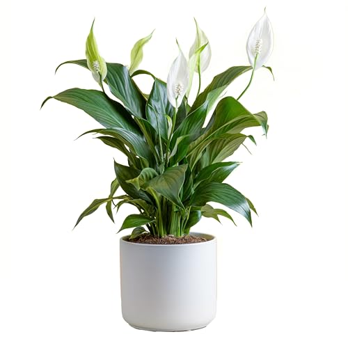 Costa Farms Peace Lily Live Plant, Indoor Houseplant with White Flowers, Room Air Purifier in Modern Decor Planter, Potted in Potting Soil, Birthday, Housewarming, Home Decor, 15-Inches Tall