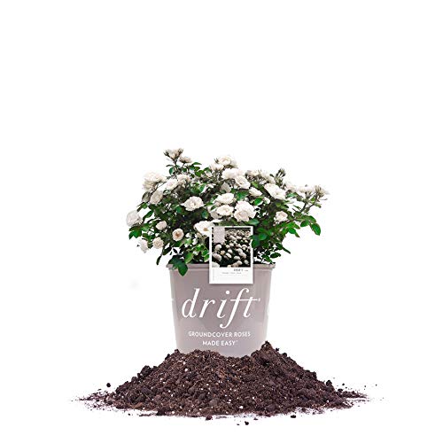 PERFECT PLANTS Drift Rose Live Plant, 1 Gallon, Dark Green and White