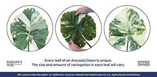 Alocasia Dawn Variegated Live Plant (25-30 in. Tall) in Grower Pot