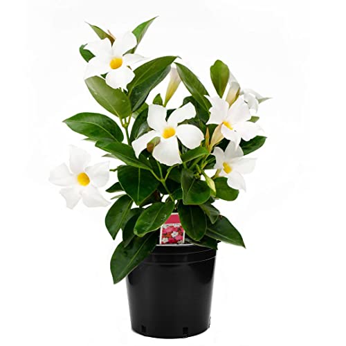 American Plant Exchange Live White Dipladenia Mandevilla Plant with Fragrant Flowers, Plant Pot for Home and Garden Decor, 6" Pot