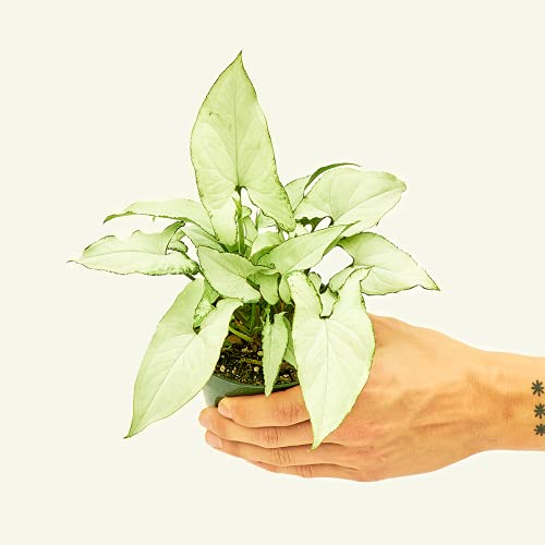 Rooted® Arrowhead Plant 'White Butterfly' - Syngonium Podophyllum | Live, Live Indoor, Easy to Grow, Easy to Care, and Low Maintenance Houseplant, 14 Day Guarantee (4-inch Pot)