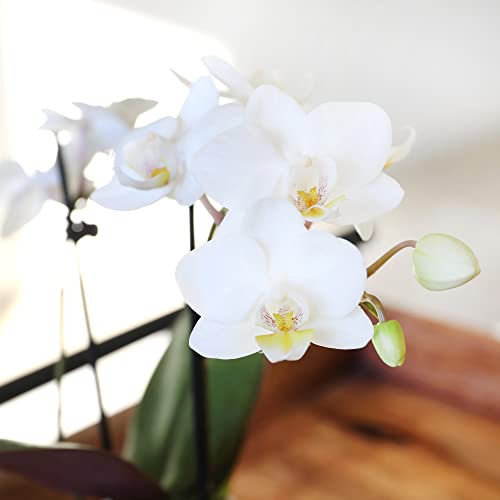 Just Add Ice JA5001 White Orchid in Evi Ceramic Pottery, Live Indoor Plant, Long-Lasting Fresh Flowers, Easy to Grow Gift for Birthday, Girlfriend, Housewarming Décor Planter, 2.5" Diameter, 9" Tall