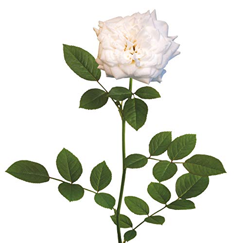 PERFECT PLANTS Drift Rose Live Plant, 1 Gallon, Dark Green and White