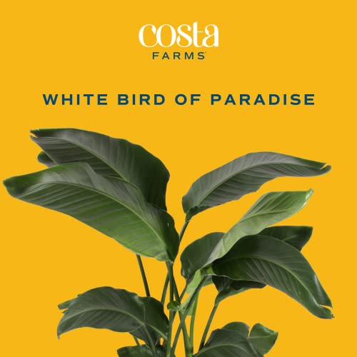 Costa Farms White Bird of Paradise, Live Indoor Plant in Indoor Garden Plant Pot, Tropical Houseplant Fresh From Farm, Housewarming Gift, Room Decor, Home Décor, 3-4 Feet Tall