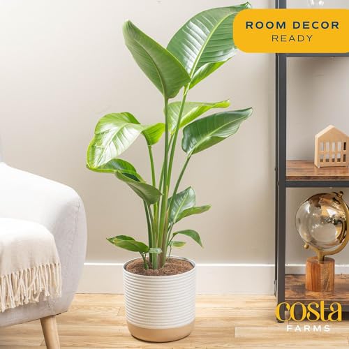 Costa Farms White Bird of Paradise, Live Indoor Plant in Indoor Garden Plant Pot, Tropical Houseplant Fresh From Farm, Housewarming Gift, Room Decor, Home Décor, 3-4 Feet Tall