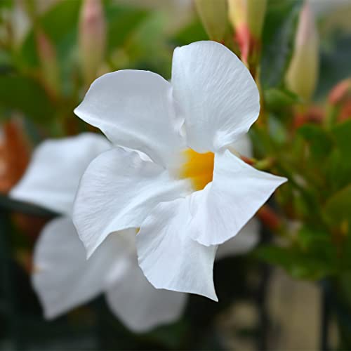 American Plant Exchange Live White Dipladenia Mandevilla Plant with Fragrant Flowers, Plant Pot for Home and Garden Decor, 6" Pot