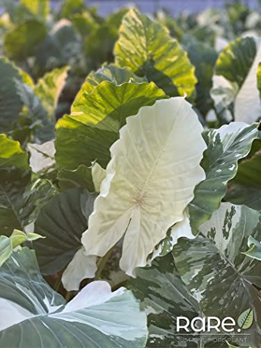 Alocasia Dawn Variegated Live Plant (25-30 in. Tall) in Grower Pot