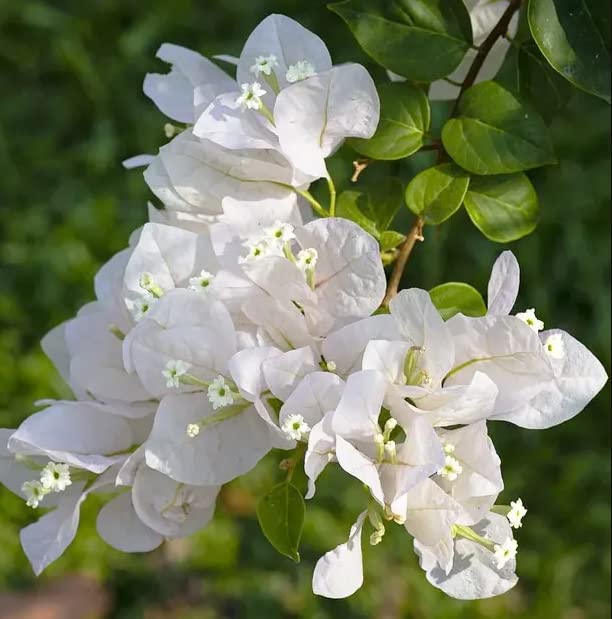 Live Bougainvillea White, Well Rooted Plant Live for Planting Outdoors