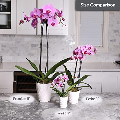 Just Add Ice JA5001 White Orchid in Evi Ceramic Pottery, Live Indoor Plant, Long-Lasting Fresh Flowers, Easy to Grow Gift for Birthday, Girlfriend, Housewarming Décor Planter, 2.5" Diameter, 9" Tall