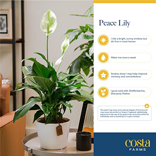 Costa Farms Peace Lily Live Plant, Indoor Houseplant with White Flowers, Room Air Purifier in Modern Decor Planter, Potted in Potting Soil, Birthday, Housewarming, Home Decor, 15-Inches Tall