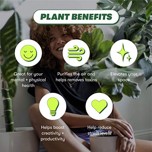 Rooted® Arrowhead Plant 'White Butterfly' - Syngonium Podophyllum | Live, Live Indoor, Easy to Grow, Easy to Care, and Low Maintenance Houseplant, 14 Day Guarantee (4-inch Pot)