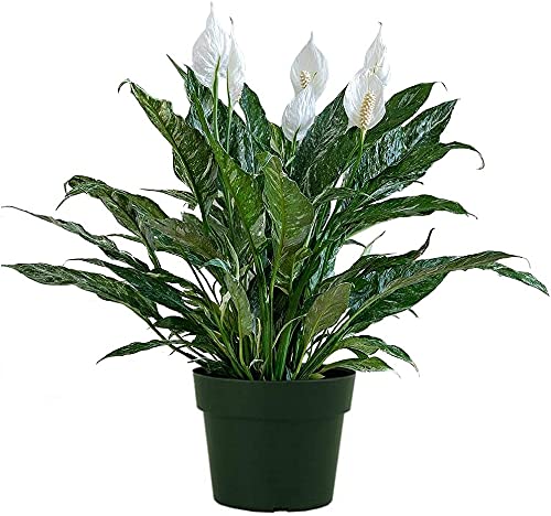 American Plant Exchange Variegated Peace Lily Spathiphyllum Domino Real Live Plant, 6" Pot 18-20"Tall, Green and White Leaves