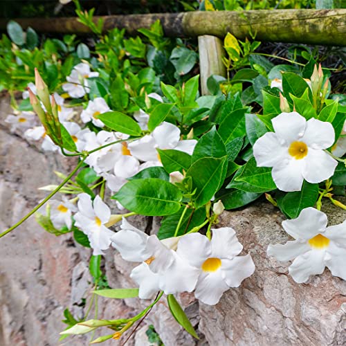 American Plant Exchange Live White Dipladenia Mandevilla Plant with Fragrant Flowers, Plant Pot for Home and Garden Decor, 6" Pot