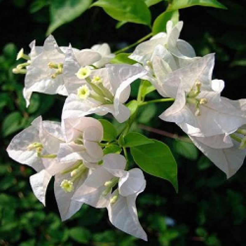 Live Bougainvillea White, Well Rooted Plant Live for Planting Outdoors