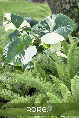 Alocasia Dawn Variegated Live Plant (25-30 in. Tall) in Grower Pot