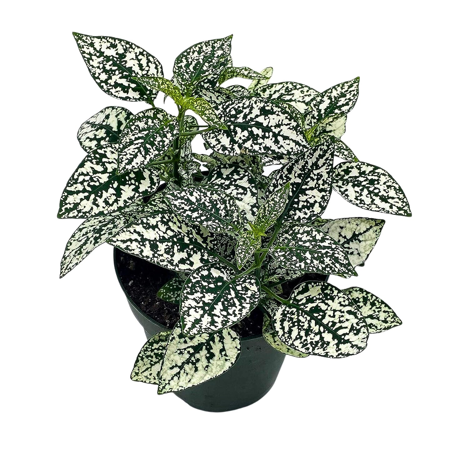 White Hypoestes Phyllostachya, 4 inch, Polka Dot Flamingo Plant