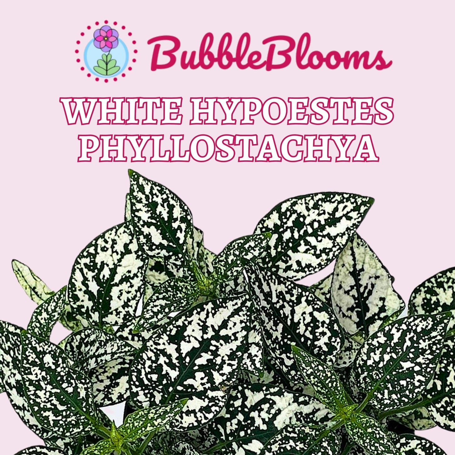 White Hypoestes Phyllostachya, 4 inch, Polka Dot Flamingo Plant