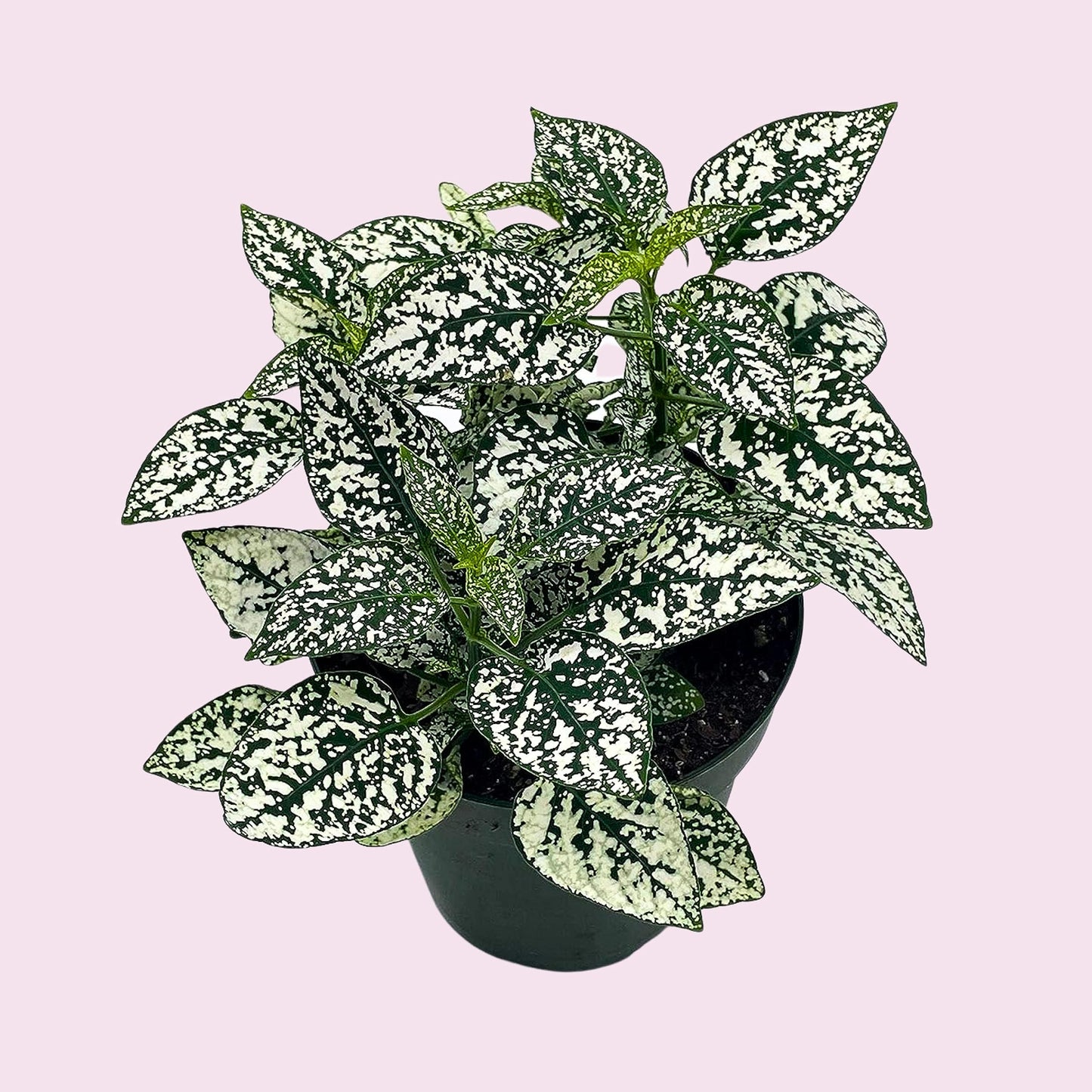 White Hypoestes Phyllostachya, 4 inch, Polka Dot Flamingo Plant